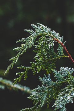 A Cedar Branch Covered In Dew 