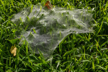 A spider web is on green grass and shows water droplets. Leaves are embedded in the web.