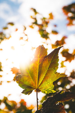 A maple leaf covered in dew on a sunny afternoon