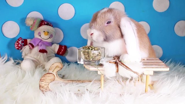 Snow winter snowman sled pet animal rabbit lop christmas bunny kit