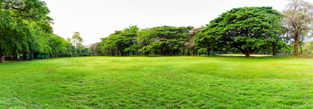 Panoramic beautiful landscape in the park with green grass field.