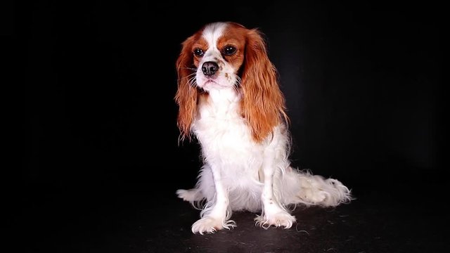 Cute cavalier king charles spaniel puppy dog videos