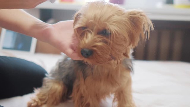 woman brushing her dog. dog funny video. girl combing a little shaggy dog pet care.woman using a comb brush Yorkshire Terrier lifestyle . friendship and care for pets dogs concept