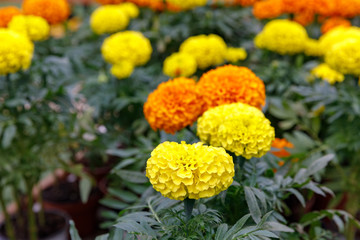 Yellow and orange marigolds with shallow DOF