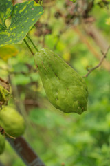 Chayote at farm