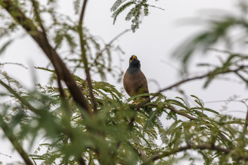 Single mynah on acacia