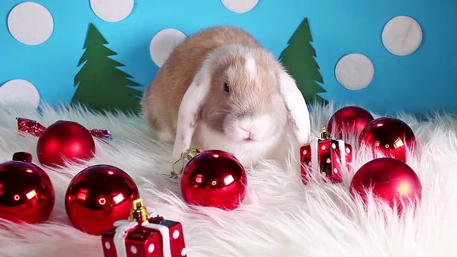 Christmas bauble red ball animal pet lop cute cavy love loving concept
