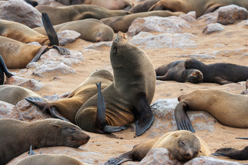 Obraz premium Cape fur Seal colony at Cape Cross, Namibia, breading season.