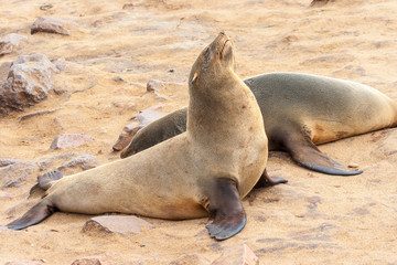 Cape fur Seal colony at Cape Cross, Namibia, breading season.