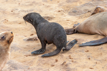 Cape fur Seal colony at Cape Cross, Namibia, breading season.