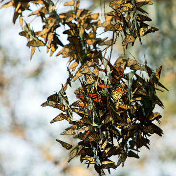 Hundreds of monarch butterflies on a eucalyptus branch