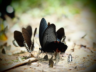 Fototapeta na wymiar butterfly at Kanggrajarn, Petchburi province