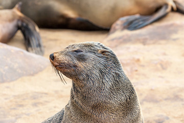 Fototapeta premium Cape fur Seal colony at Cape Cross, Namibia, breading season.