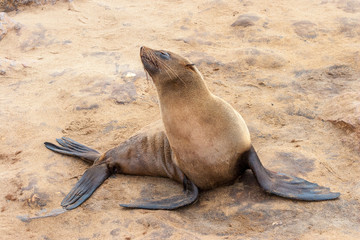 Cape fur Seal colony at Cape Cross, Namibia, breading season.