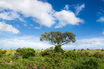 Obraz premium Single acacia tree in the african savannah