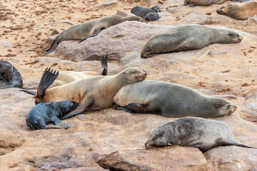 Fototapeta premium Cape fur Seal colony at Cape Cross, Namibia, breading season.