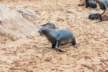 Fototapeta premium Cape fur Seal colony at Cape Cross, Namibia, breading season.