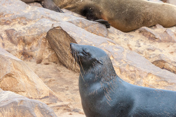 Cape fur Seal colony at Cape Cross, Namibia, breading season.