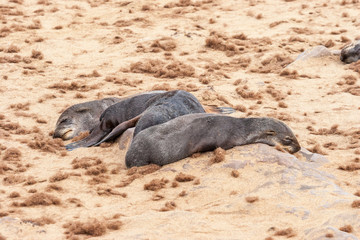 Cape fur Seal colony at Cape Cross, Namibia, breading season.