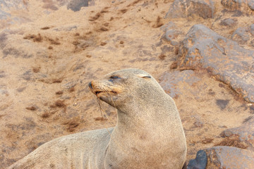 Fototapeta premium Cape fur Seal colony at Cape Cross, Namibia, breading season.