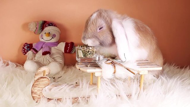 Winter pet animal cute lop dwarf rabbit