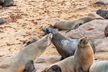 Fototapeta premium Cape fur Seal colony at Cape Cross, Namibia, breading season.