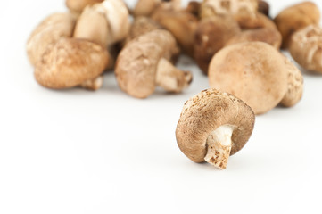 Shiitake Mushrooms
