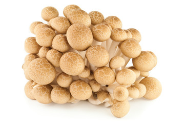 Fototapeta na wymiar Brown beech mushrooms or Shimeji mushrooms