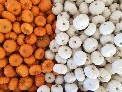 Pumpkins (white and orange) 