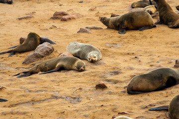 Fototapeta premium Cape fur Seal colony at Cape Cross, Namibia, breading season.