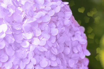 Fototapeta premium Romantic, soft and beautiful pattern pink hydrangea flowers background, selective focus. Closeup