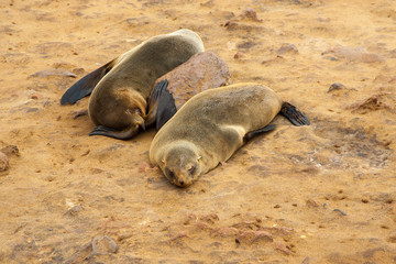 Cape fur Seal colony at Cape Cross, Namibia, breading season.