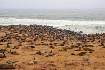 Fototapeta na wymiar Cape fur Seal colony at Cape Cross, Namibia, breading season.