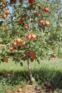 Gala Apples ready for harvest