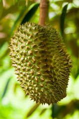Fresh durian on tree in the orchard