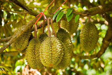 Fresh durian on tree in the orchard