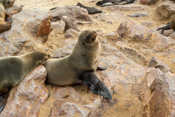 Obraz premium Cape fur Seal colony at Cape Cross, Namibia, breading season.