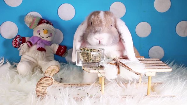 Snow winter snowman sled pet animal rabbit lop christmas bunny kit