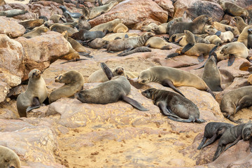 Fototapeta premium Cape fur Seal colony at Cape Cross, Namibia, breading season.