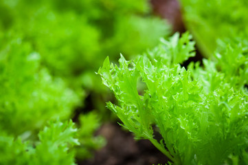 Close up green leaf lettuce