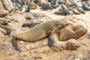 Cape fur Seal colony at Cape Cross, Namibia, breading season.