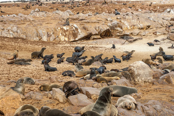 Cape fur Seal colony at Cape Cross, Namibia, breading season.