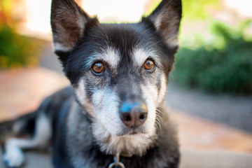 Shepherd Mix with Soulful Eyes
