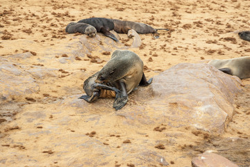 Cape fur Seal colony at Cape Cross, Namibia, breading season.