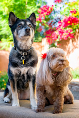 Darling Shepherd Terrier Duo