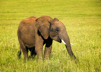 Naklejka na ściany i meble African elephant baby walking on the savannah 
