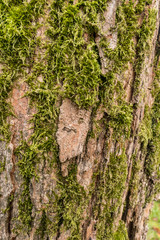 texture background of rough tree bark surface with green mosses