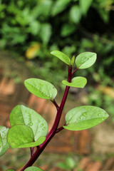 Ceylon spinach at garden