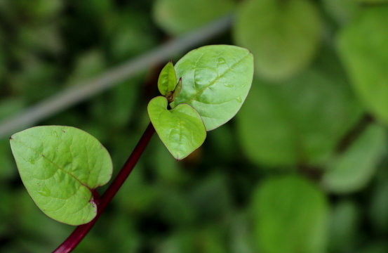 Ceylon spinach at garden