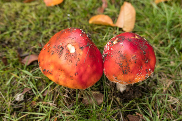 mushrooms with smooth red cap on the green grassy ground